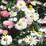 ingiliz-papatya-tohum-bellis-perennis-1.jpg